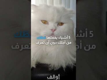 5 أشياء تفعلها القطط من أجلنا دون أن نعرف 💙🐈‍⬛قطط قطة