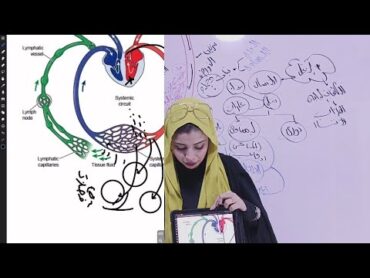 الصف الثاني الثانوي مقدمة النقل في الإنسان 🫀 أولاً القلب