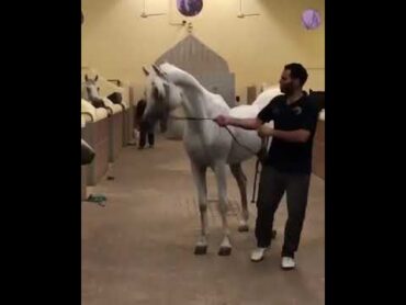 خيل اول مرا يدخل اسطبل خيول ينجن لاتنسوا الاشتراك بالقناة وتفعيل الجرس ليصلك كل جديد