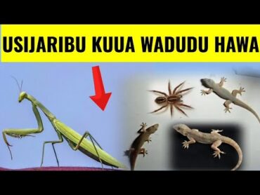 TAHADHARI, WADUDU hawa 6 Hutakiwi KUWAUA  ukiwaona nyumbani kwako