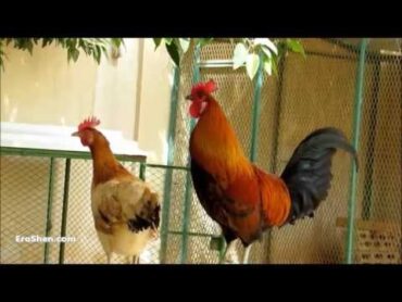 صوت صياح الديك  Rooster Crowing