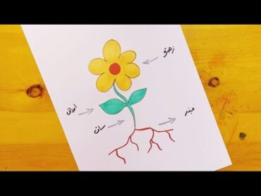 رسم اجزاء النبات  رسم اجزاء النباتات Draw the parts of a plant  Bir bitkinin bölümlerini çizin 1