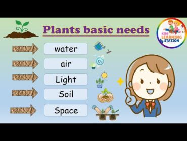 Plants Need  Basic Needs for a Plant&39;s Growth  What does a Plant Need to grow  Plant basic needs