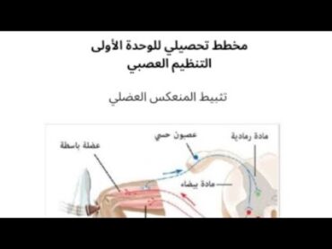 مخطط تحصيلي لوحدة التنظيم العصبي سنة ثانية ثانوي. الجزء6 تثبيط المنعكس العضلي