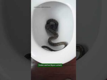 Snake In The Toilet!! 🫨🐍 nature