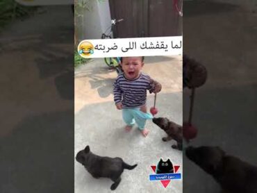 الكلب والبنطلون مضحك جداً  كلاب مضحكة  فيديوهات مضحكة  مواقف مضحكة  مقاطع مضحكة  دموع الكوميديا