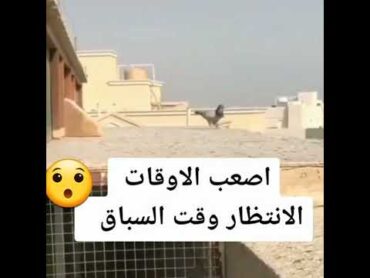 دخول حمام الزاجل من السباق 🤐وأنشالله اكو صيد بلفيديو الجاي فيديو التفاعل