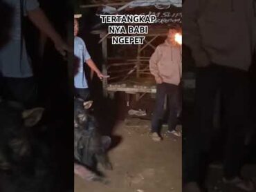 SILUMAN BABI NGEPET DI TANGKAP WARGA