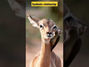 symbiotic relationship biology biography science shorts