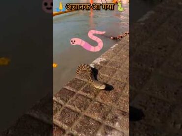 गंगा जी में साप 🐍 🪱🪱 haridwar ganga gangariver gangamata snake kingcobra gangaji