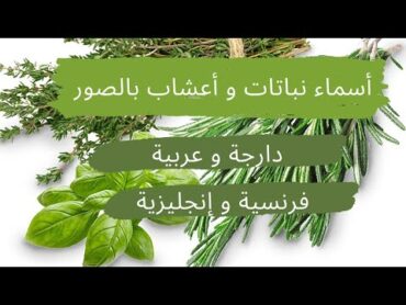 (أسماء أعشاب و نباتات بالصور( الدارجة و العربية ,الفرنسية و الإنجليزية