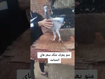 اغرب طير حمام 😂