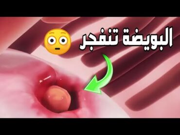 رحلة البويضة بعد التخصيب  مشاهد مذهلة تعرض لأول مرة