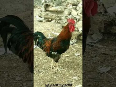 🐓صوت الديك🐓صياح الديك 🐓تربية الدجاج البلدي