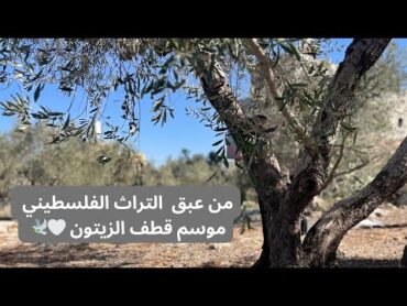 المقلوبه التراثيه الفلسطينية وموسم قطف الزيتون من عبق التراث الفلسطيني 🕊️🤍