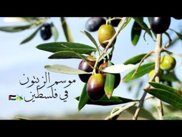 اغنية ع اليادي اليادي بدي غني لبلادي...موسم قطف الزيتون 🫒