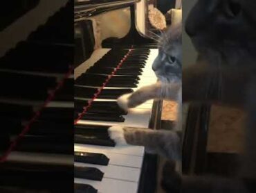 Cat plays Mozart Rondo Alla Turca on piano