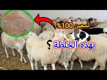 أفضل خلطة لتسمين الاغنام والخراف والحصول على أوزان عالية🐏👉