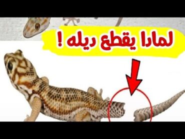 لهدا السبب يقطع الوزغ أو البرص ديله ...😱 سبحان الله