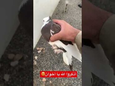 حمام ايراني قلاب😍 pigeon حمام