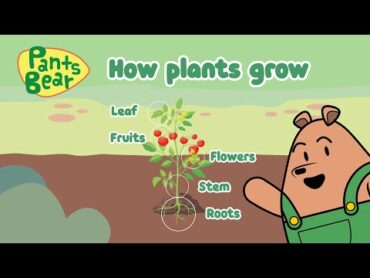 Basic needs for a plants growth  Plants Science Year 1  Parts of plants   English  PantsBear