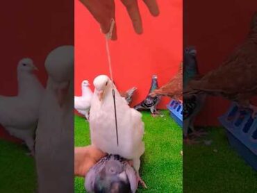 طريقه معرفة ذكر الحمام من الأنثى الحمام اللاحم الفرنسى ابورياض pigeons