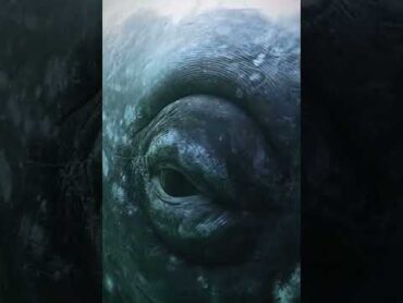 عين الحوت eye of whale 🐋 { سبحان الله }   بو علياء صانع المحتوى البحري shorts animals