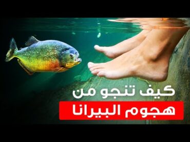 الطريقة الوحيدة للهروب إن حاصرتك أسماك البيرانا