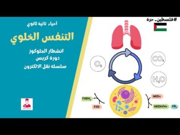 التنفس الخلوي كاملا  شرح أحياء تانية ثانوي بالمختصر المفيد انشطار الجلوكوز ودورة كربس