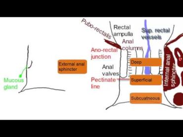 Anal Canal  Simplified Anatomy