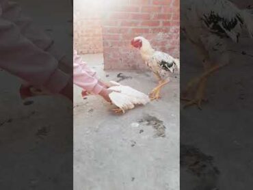 تزاوج الدجاج الحجازي🙈🐔