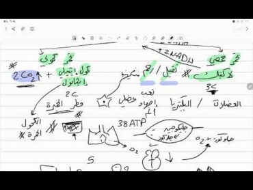 أحياء تانية ثانوي  التنفس الخلوي (٣) التنفس اللاهوائي والإجهاد العضلي