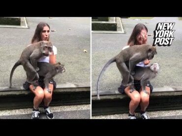 Monkeys make love on unsuspecting woman’s lap