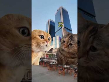 لما الناس تاخد عنك فكرة غلط لايك cat comedy