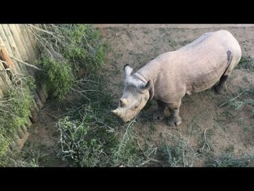 Le retour du rhinocéros noir au Tchad