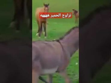 تزاوج الحمير  ههههه