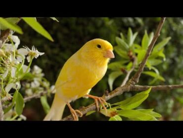 رنة للهاتف    تغريد العصافير