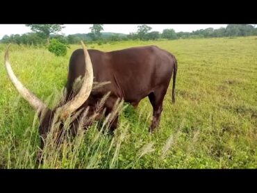 MASHABIKI WA LIMBU LUCHAGULA 2024 RAHA TELE MAYIKUSAI, SHULE YA NG&39;OMBE, LUHAMYA BY SENI TV