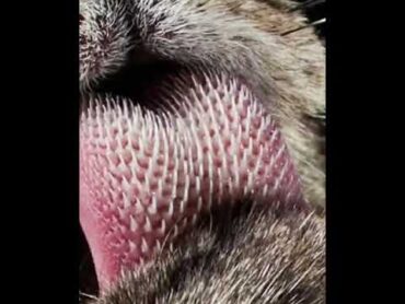 How a Tiger&39;s tongue looks like   Tiger tongue shorts knowledge