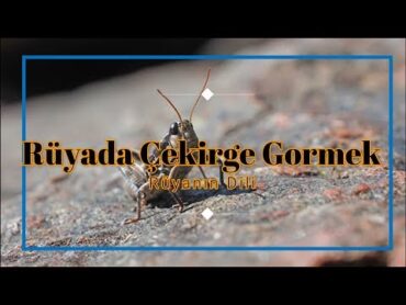 RÜYADA ÇEKİRGE GÖRMEK (rüya tabiri)