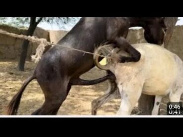 تزاوج الحمير رهيب. Donkey mating is awesome