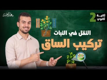 شرح النقل في النبات تركيب الساق 🌱  أحياء تانية ثانوى🤩