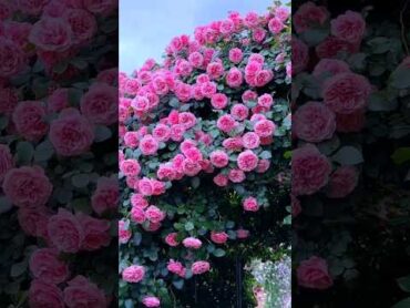 The beauty of the earth.  Gorgeous rose garden.rosegarden flowergarden status roseflowers