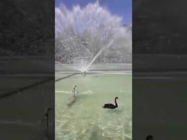 حديقة البط كونيا، Kultupark  قونيا shorts konya turkey canard