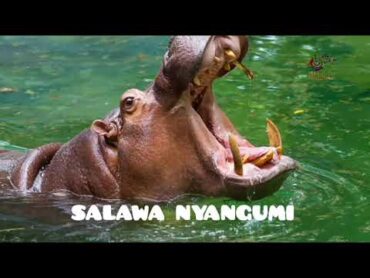 SALAWA ( NYANGUMI ) = UJUMBE WA WADANGAJI