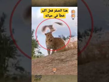 هذا الصقر فعل أكبر خطأ في حياته عندما حاول يمازح النمر shorts