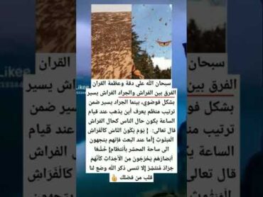 سبحان الله  على دفة وعالمة القران الفرق بين الفراش و الجراد الفراش بيصير بشكل