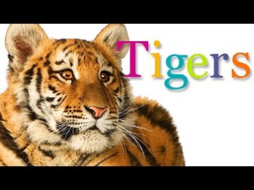 TIGERS  Animal Book for Kids Read Aloud