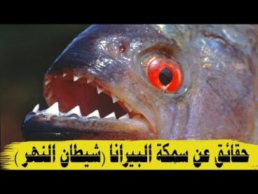 سمكة البيرانا  السمكة الاخطر في العالم !! HD