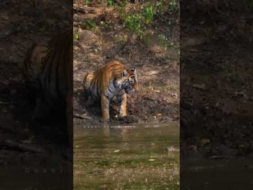 tiger Attack on crocodile at Ranthambhore attack ranthambhore tiger ranthamborenationalpark